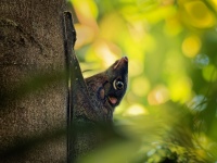 Letucha malajska - Galeopterus variegatus - Sunda flying lemur o4361